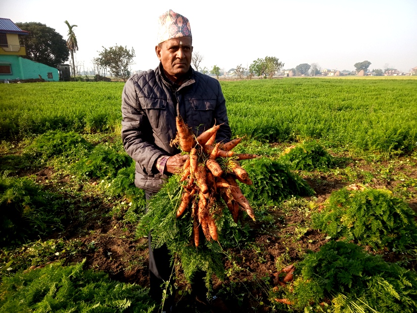 पश्चिम चितवन गाजरखेतीको ‘हब’ बन्दै